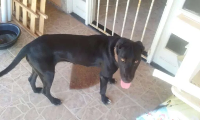 Cachorro raça Indefinida idade 7 a 11 meses nome Polly
