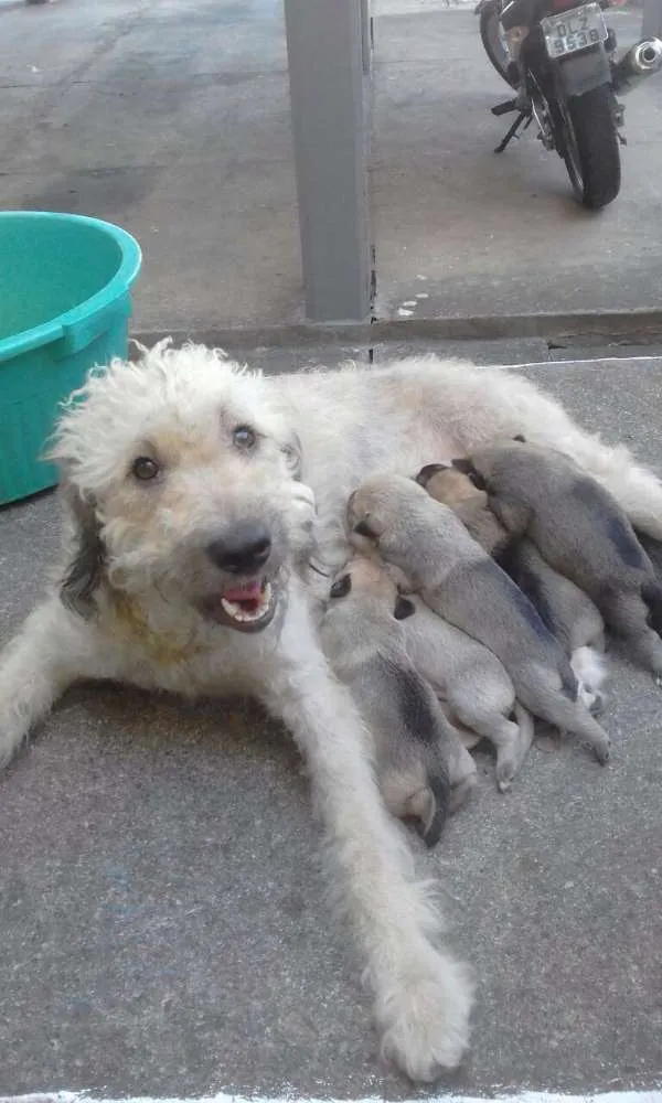 Cachorro ra a SDR idade Abaixo de 2 meses nome ????