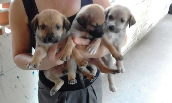 Cachorro ra a SDR idade Abaixo de 2 meses nome ????