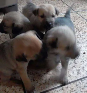 Cachorro raça SDR idade Abaixo de 2 meses nome ????