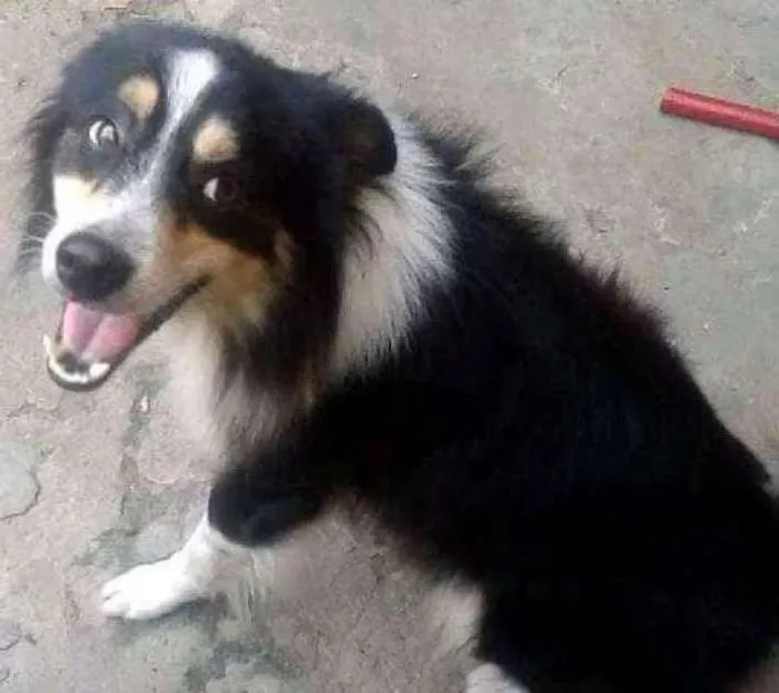 Cachorro ra a Vira lata  idade 5 anos nome Bob