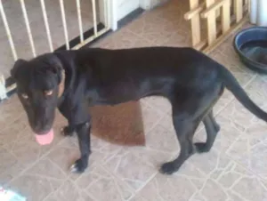 Cachorro raça Indefinida idade 7 a 11 meses nome Polly