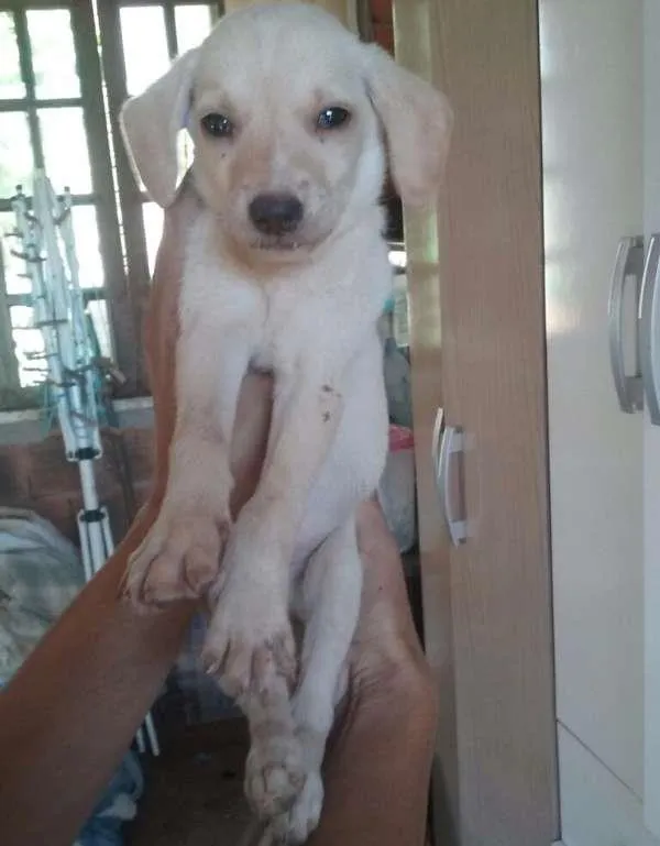 Cachorro ra a Vira lata idade 2 a 6 meses nome Sem nome 