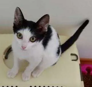 Gato ra a Srd idade 2 a 6 meses nome Cookie