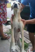 BILLY