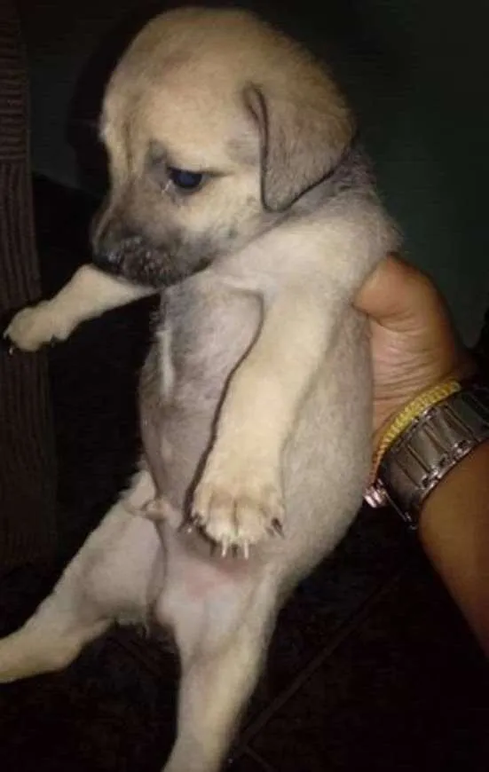 Cachorro ra a Mistura idade Abaixo de 2 meses nome Sem nome