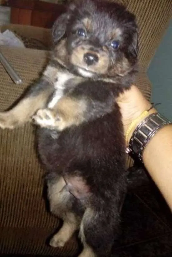 Cachorro ra a Mistura idade Abaixo de 2 meses nome Sem nome