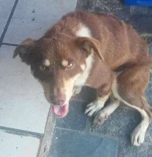 Cachorro raça Srd idade 7 a 11 meses nome Nino