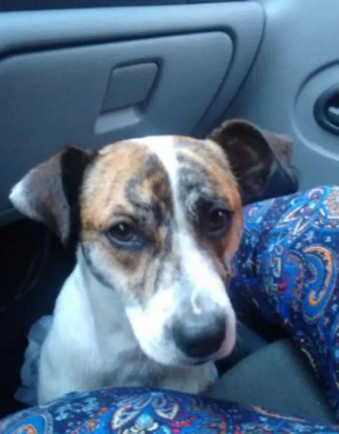 Cachorro ra a SRD idade 1 ano nome Maylon