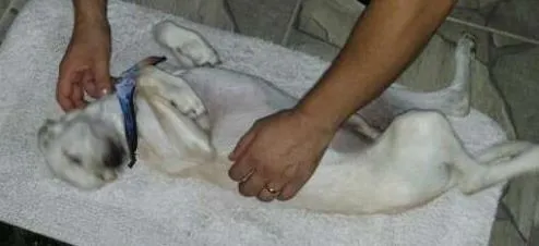 Cachorro ra a Pooch idade 7 a 11 meses nome Willy