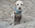Willy