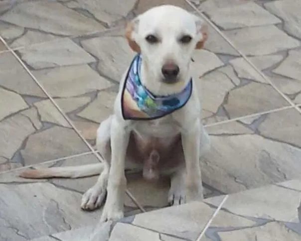 Cachorro ra a Pooch idade 7 a 11 meses nome Willy