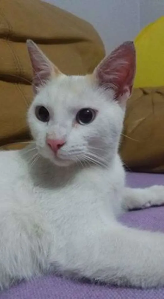 Gato ra a  idade 2 a 6 meses nome ADOTE