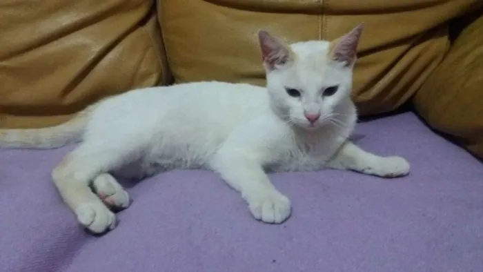 Gato ra a  idade 2 a 6 meses nome ADOTE
