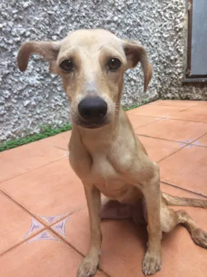 Cachorro raça sem raça definida idade 1 ano nome Simba 