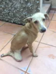 Simba 