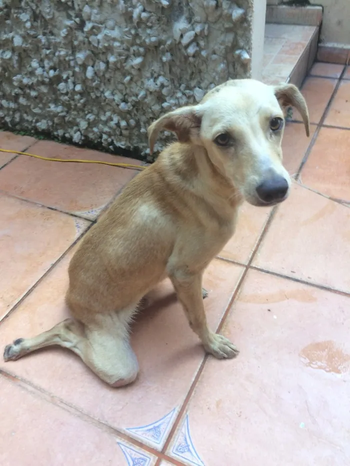Cachorro raça sem raça definida idade 1 ano nome Simba 
