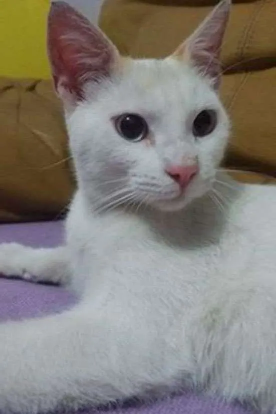 Gato ra a  idade 2 a 6 meses nome ADOTE