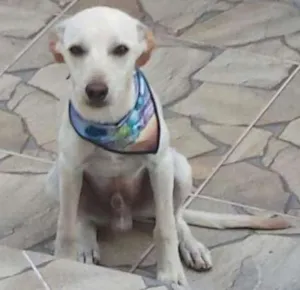 Cachorro raça Pooch idade 7 a 11 meses nome Willy