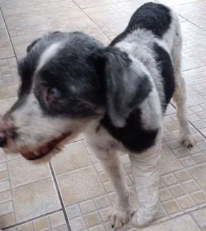 Cachorro raça SRD idade 6 ou mais anos nome JUREMA