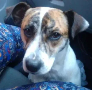 Cachorro raça SRD idade 1 ano nome Maylon