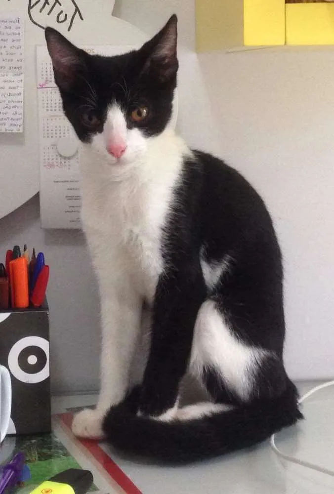 Gato ra a SRD idade 2 a 6 meses nome Sem nome