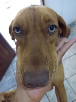 Cachorro raça viralata idade 3 anos nome aika