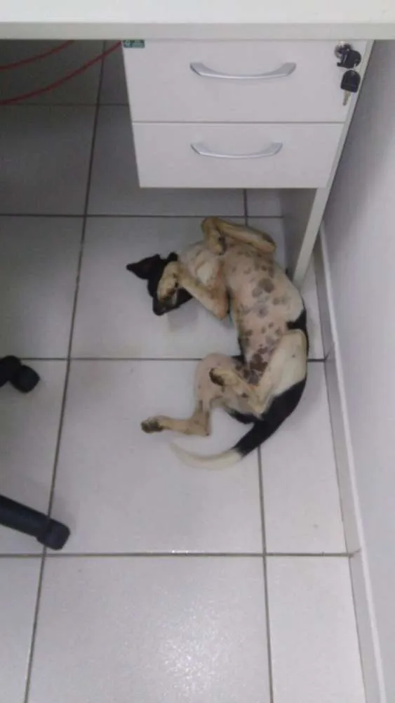 Cachorro ra a Vira Lata idade  nome Sem Nome