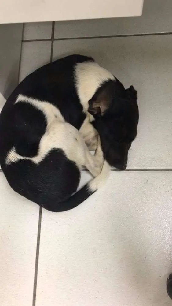 Cachorro ra a Vira Lata idade  nome Sem Nome