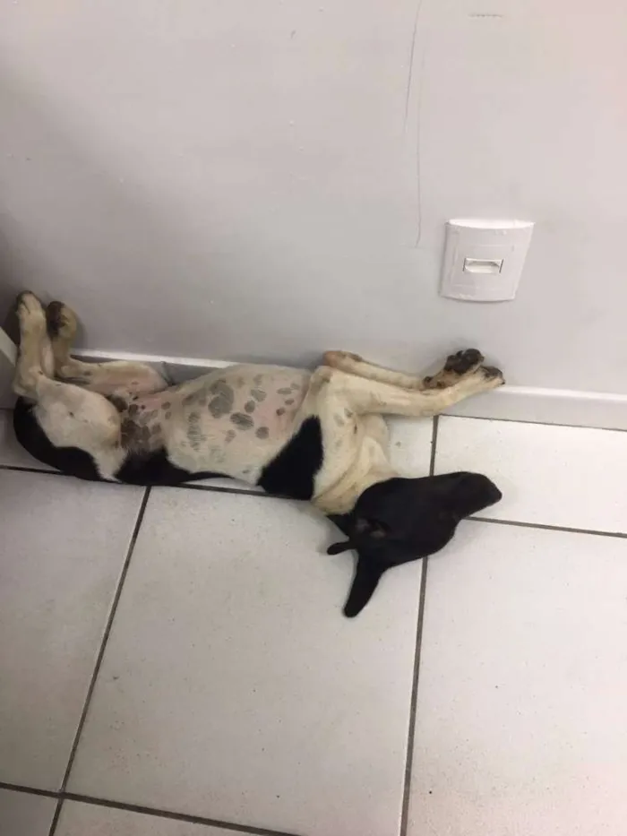 Cachorro ra a Vira Lata idade  nome Sem Nome