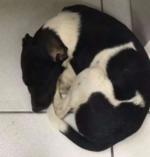 Cachorro ra a Vira Lata idade  nome Sem Nome