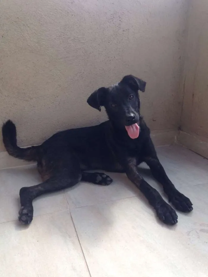 Cachorro ra a Indefinida idade 7 a 11 meses nome Nina 