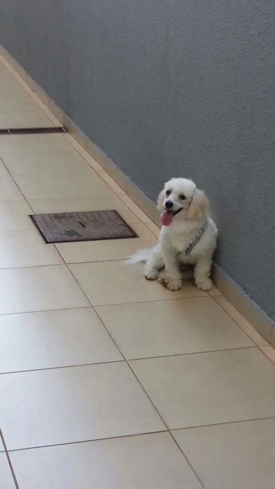 Cachorro ra a Poodle idade 7 a 11 meses nome TED
