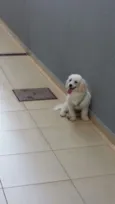 TED