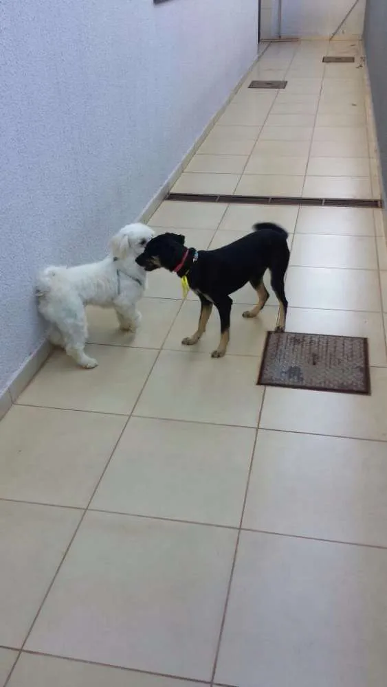 Cachorro ra a Poodle idade 7 a 11 meses nome TED