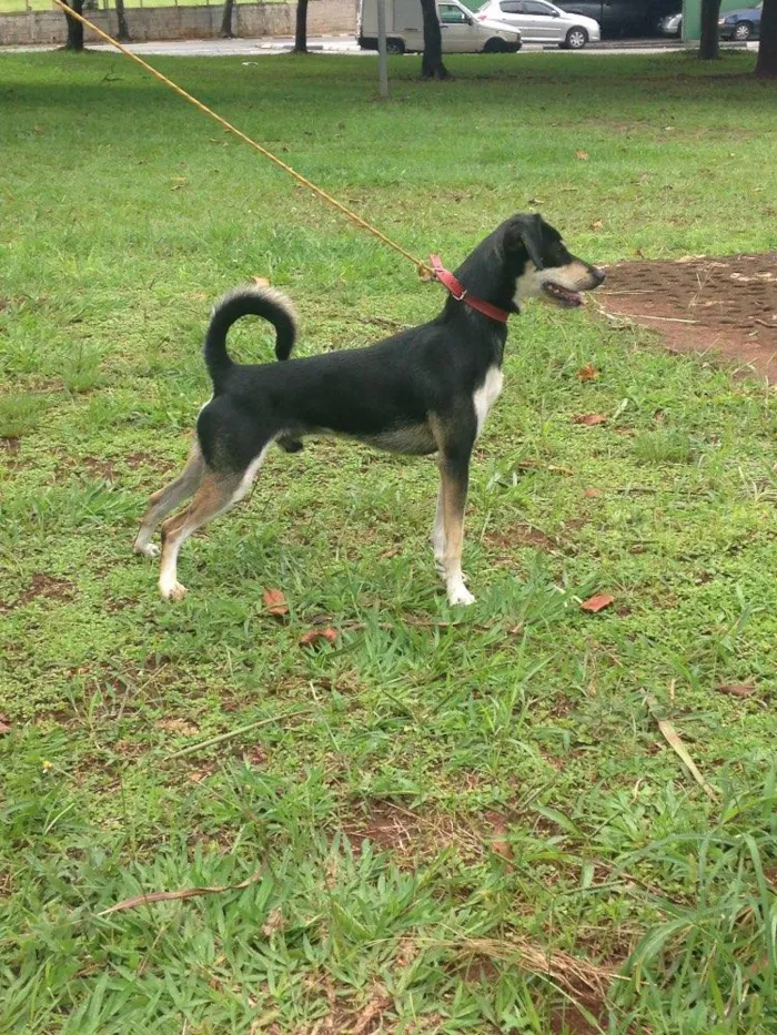 Cachorro ra a SDR idade 3 anos nome Pingo 