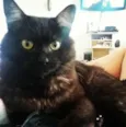 FENIX
