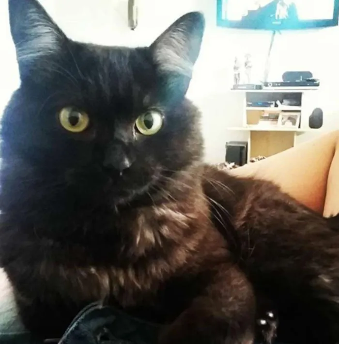 Gato ra a INDEFINIDA idade 2 anos nome FENIX
