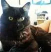 Gato raça INDEFINIDA idade 2 anos nome FENIX