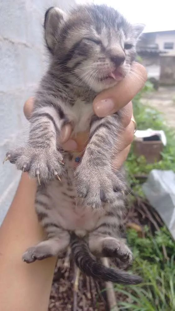 Gato ra a SRD idade Abaixo de 2 meses nome Minie