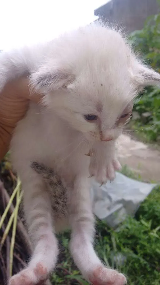 Gato ra a SRD idade Abaixo de 2 meses nome Minie