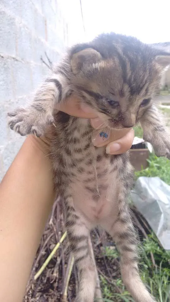 Gato ra a SRD idade Abaixo de 2 meses nome Minie