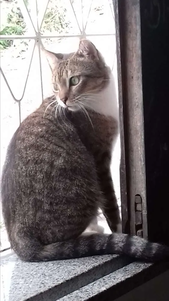 Gato raça srd idade 1 ano nome meia