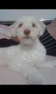 Bob