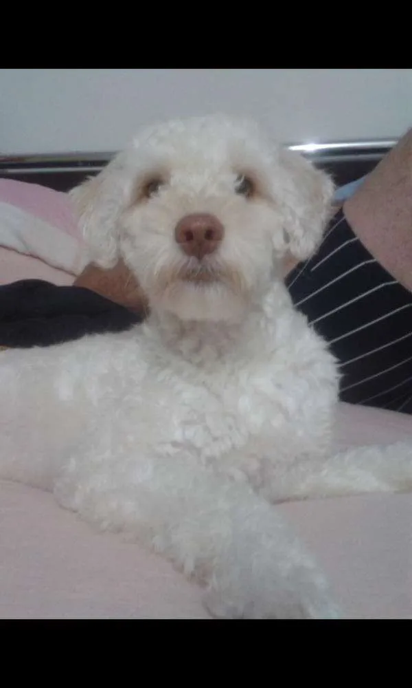 Cachorro raça Poodle branco idade 2 anos nome Bob