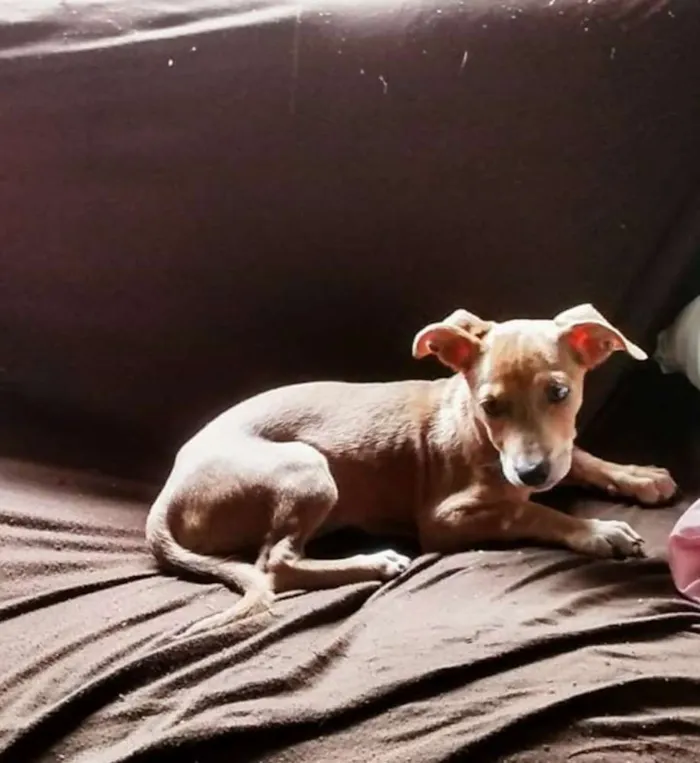 Cachorro ra a Vira-lata idade 2 a 6 meses nome Belinha