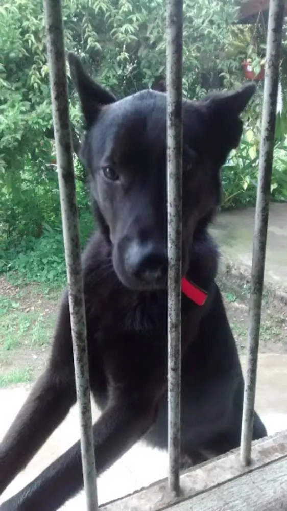 Cachorro ra a CAPA PRETA idade 2 anos nome TROVÃO