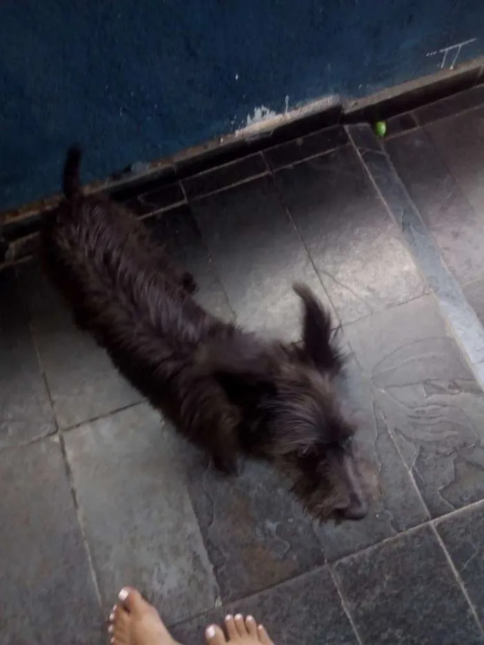 Cachorro ra a Viralata idade 7 a 11 meses nome Pitucha