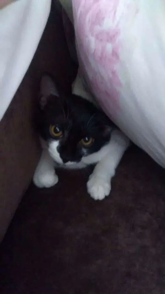 Gato ra a SRD idade 2 a 6 meses nome Pedrita