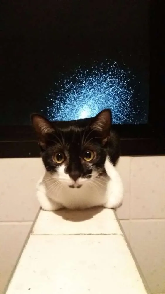 Gato ra a SRD idade 2 a 6 meses nome Pedrita